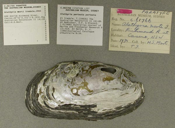 specimen