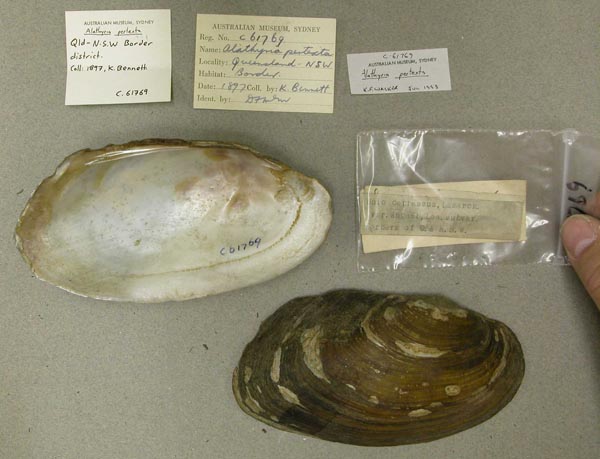 specimen