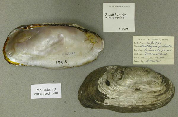 specimen