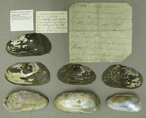 specimen