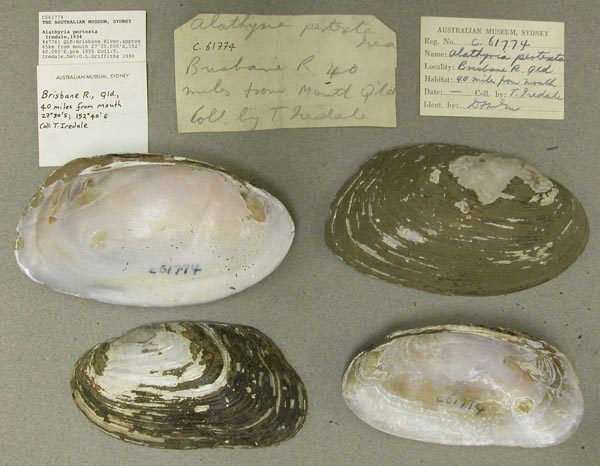 specimen