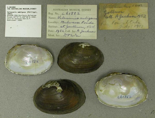 specimen