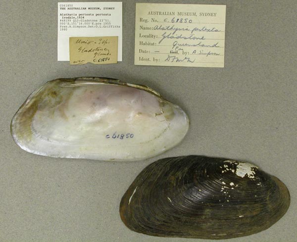 specimen