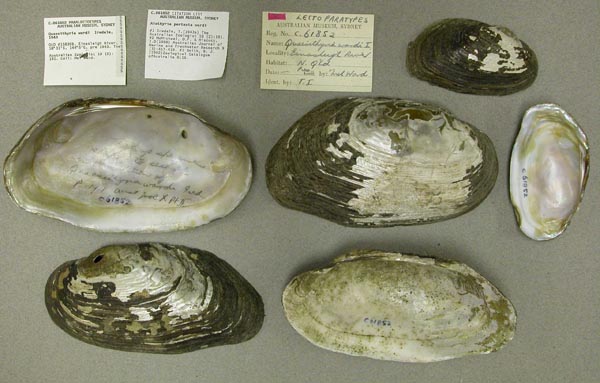 specimen