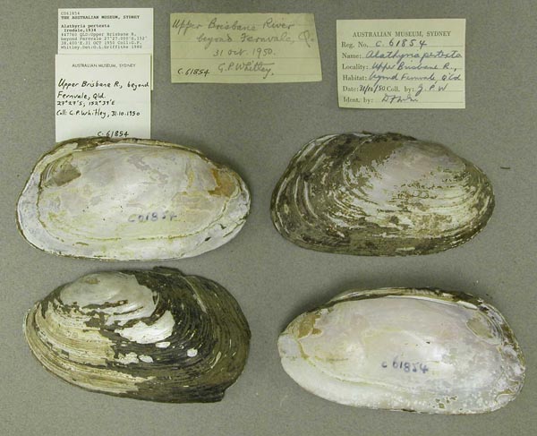 specimen