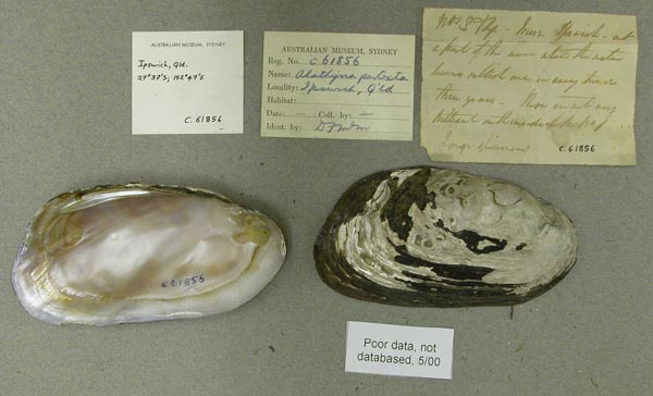 specimen