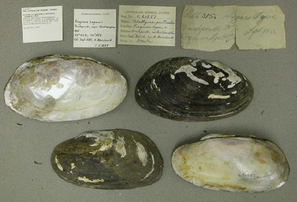 specimen