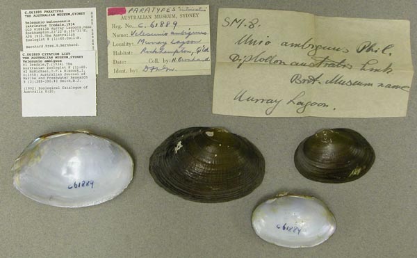 specimen