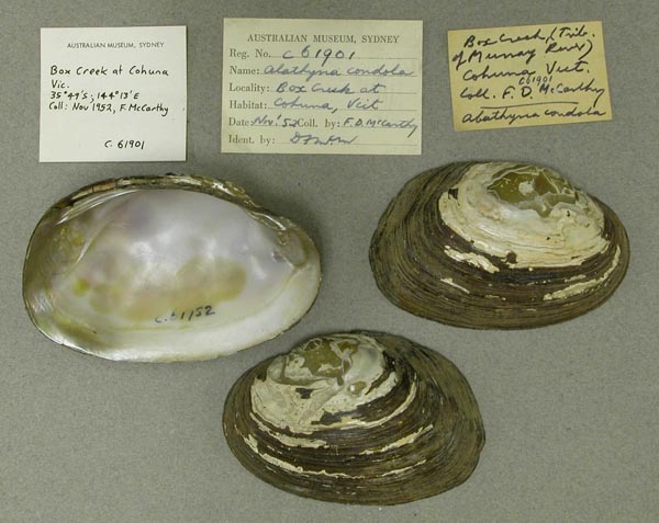 specimen