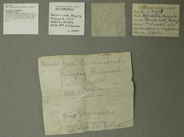specimen