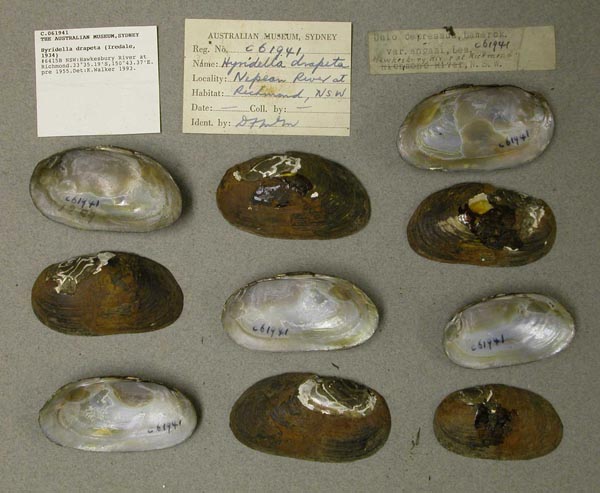 specimen