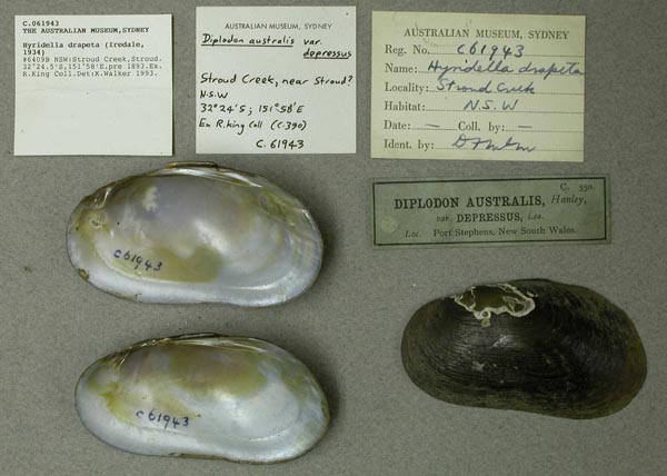 specimen