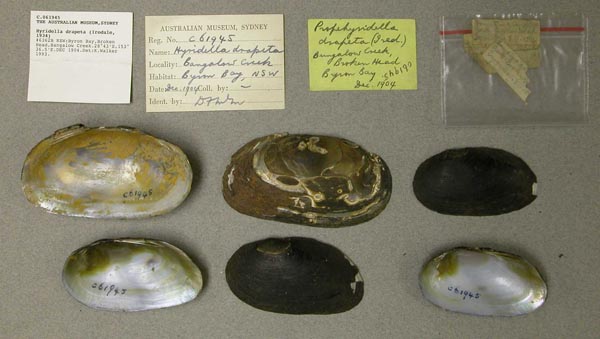 specimen