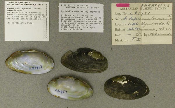 specimen