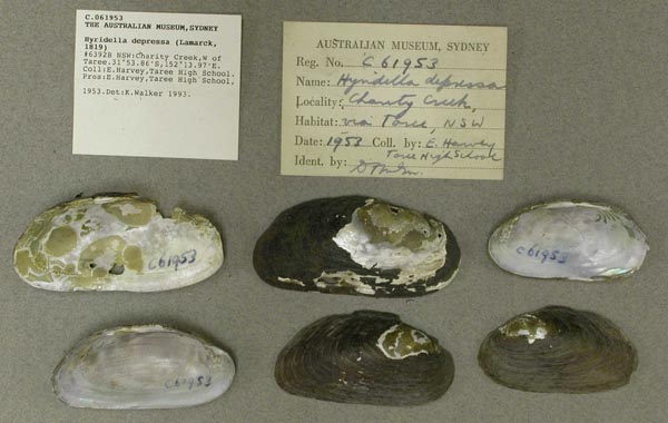 specimen