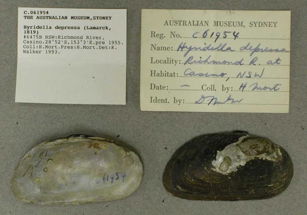 specimen