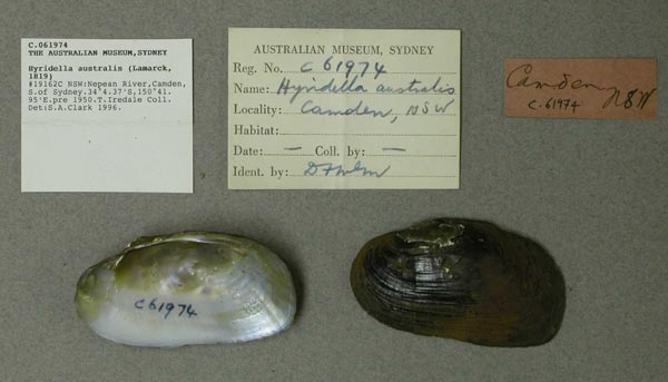 specimen