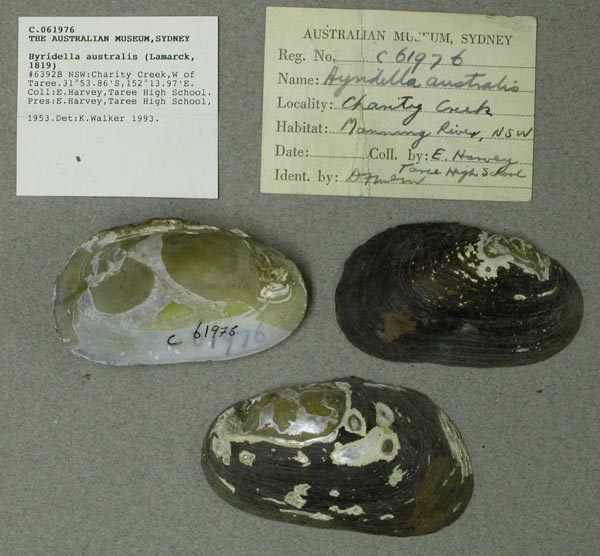 specimen