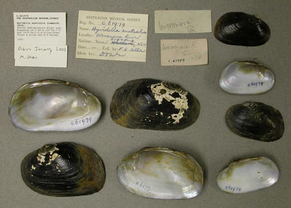 specimen
