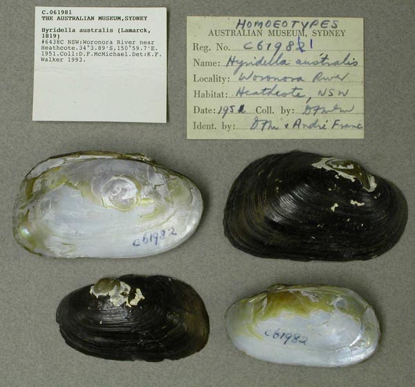 specimen