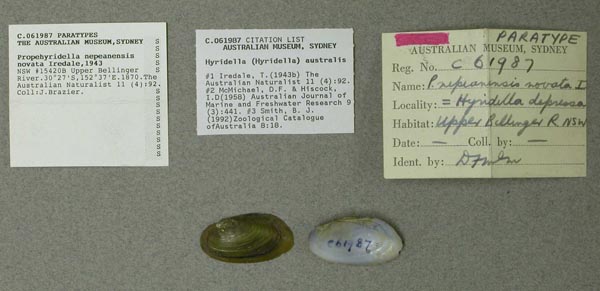 specimen