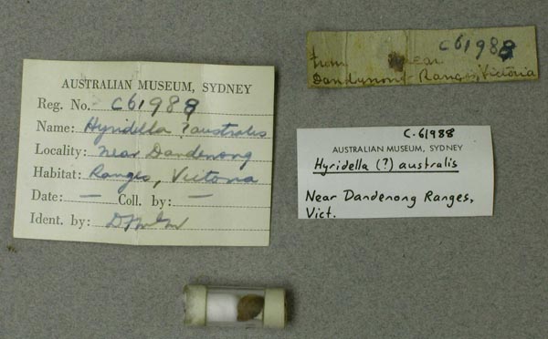 specimen