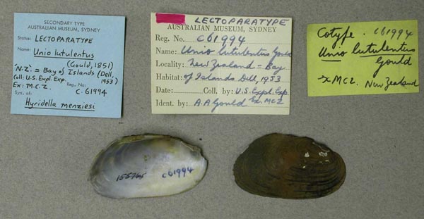 specimen