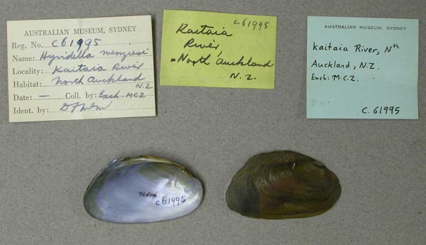 specimen