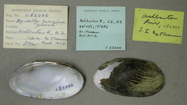 specimen
