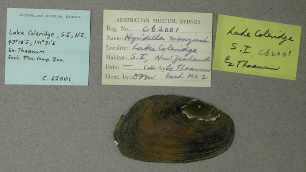 specimen