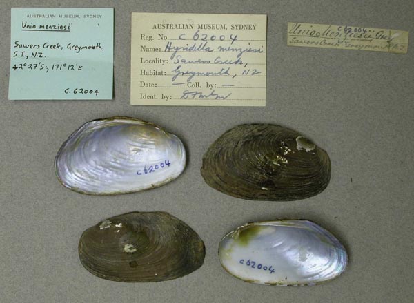 specimen