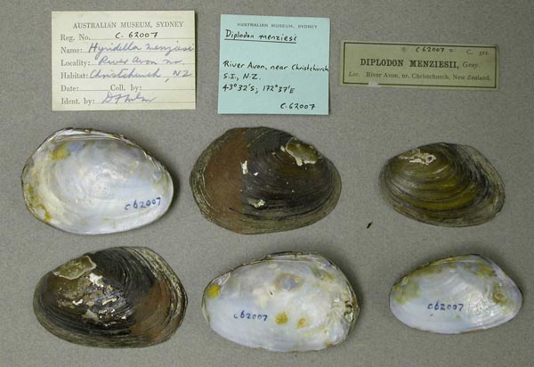 specimen