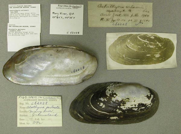 specimen