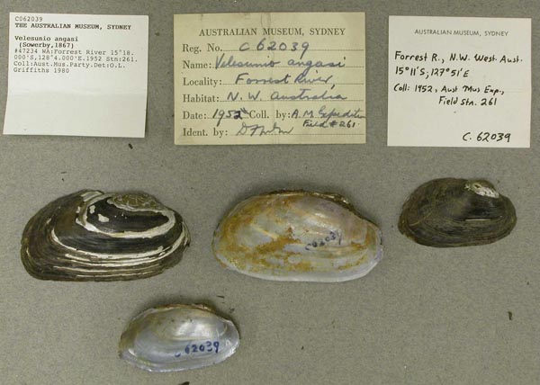 specimen