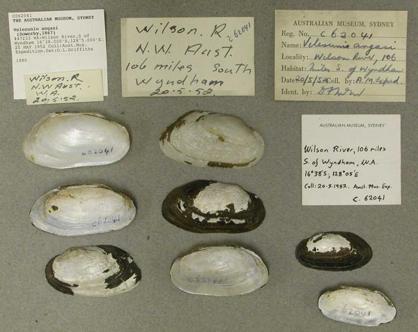 specimen