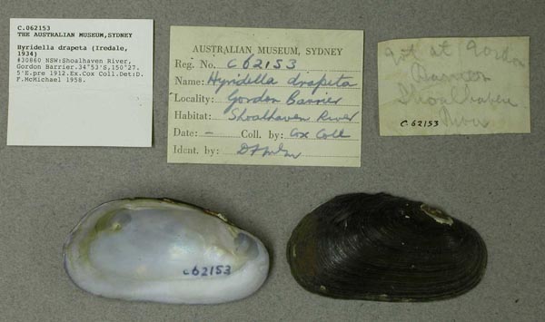 specimen