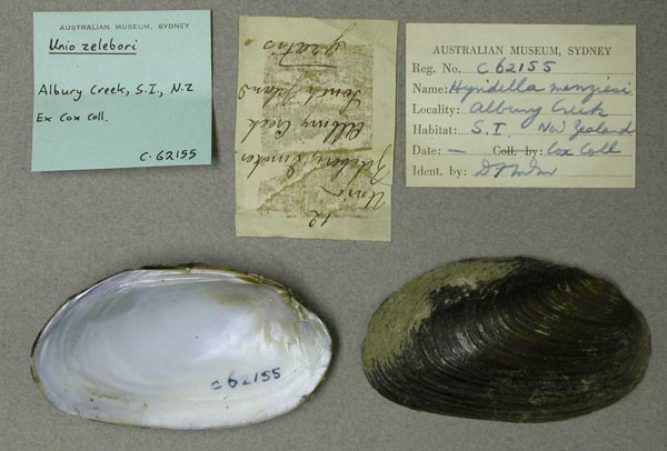 specimen