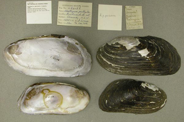 specimen