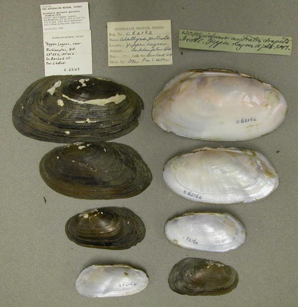 specimen