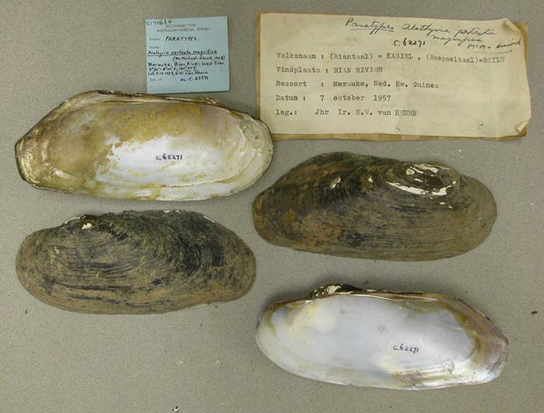 specimen