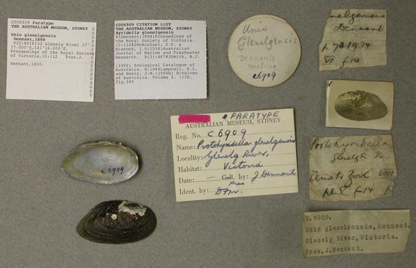 specimen