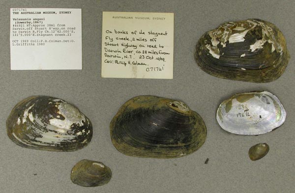 specimen