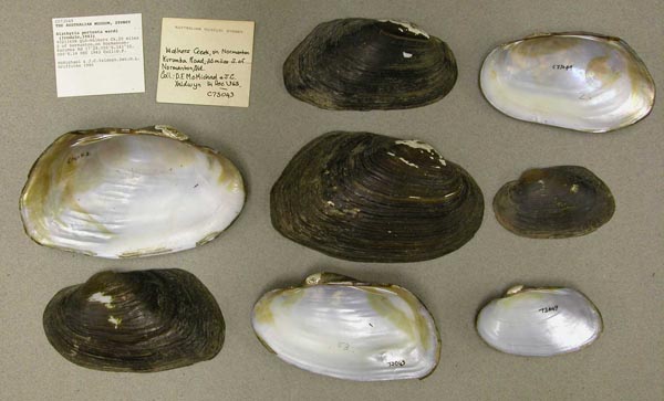 specimen