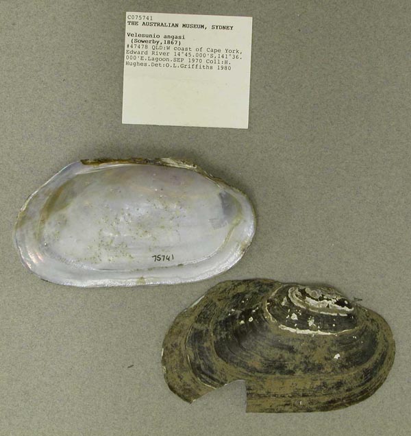 specimen