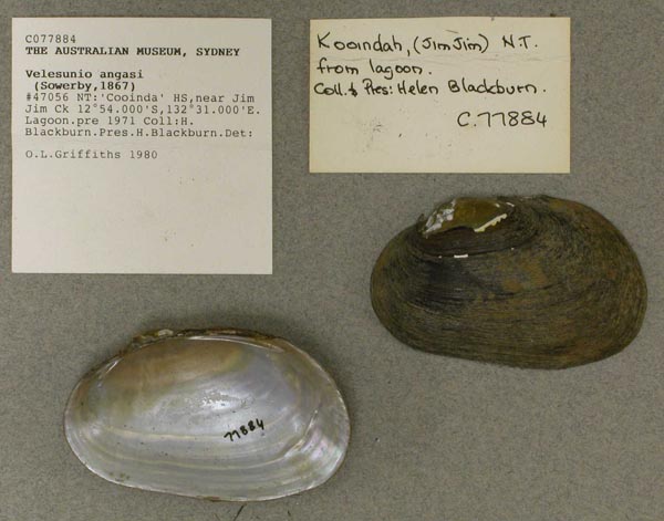 specimen