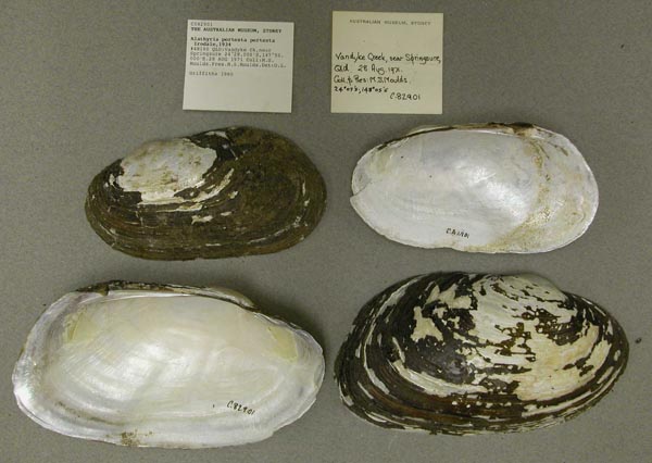 specimen
