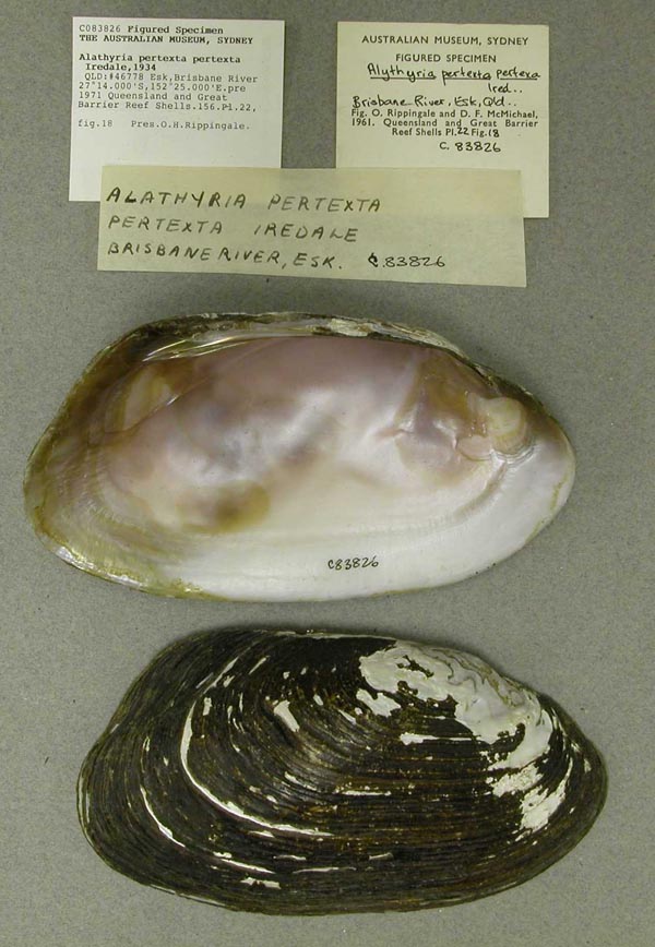 specimen