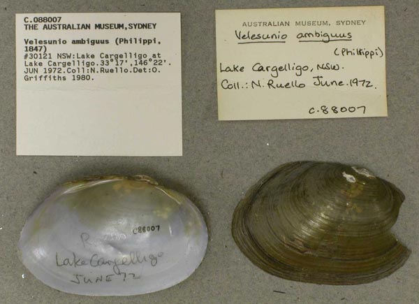 specimen