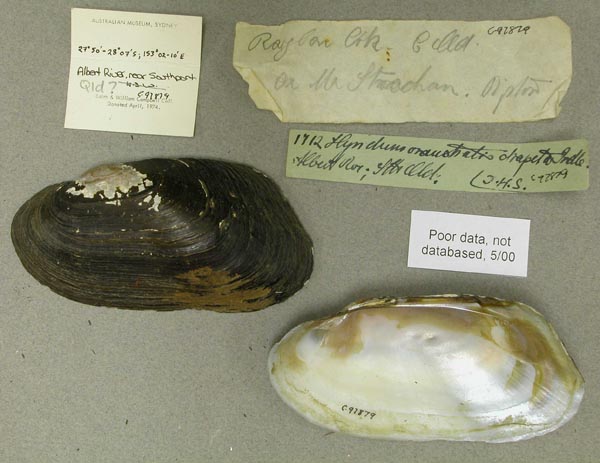 specimen