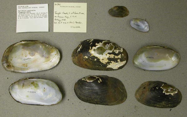 specimen
